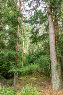 Western hemlock natural regen in a mixed conifer stand of scots pine and douglas fir, being managed in a continuous cover forest (ccf) system.