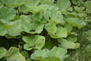 green leaves of a plant