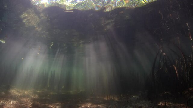 Beams of light filter into a dark mangrove forest found along the island of Lembata in the Lesser Sunda Islands of Indonesia. Mangroves play a vital ecological role and are tied to coral reefs.