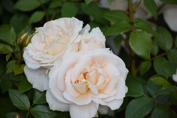 a beautiful shot of blooming rose in the garden