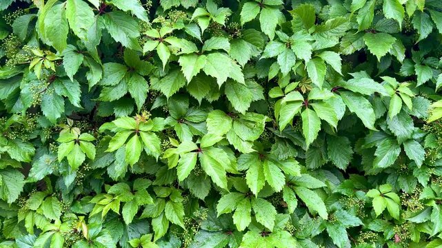 Maiden grapes after the rain on a warm sunny day video 4k. High quality 4k footage
