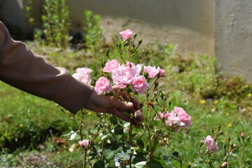 eautiful pink rose in the garden © MARIA – Nature