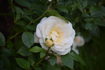 beautiful botanical shot, natural wallpaper