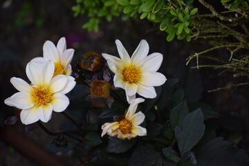white flowers in the garden