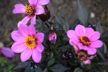 beautiful flowers in the garden © MARIA