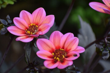 beautiful flowers in the garden © MARIA