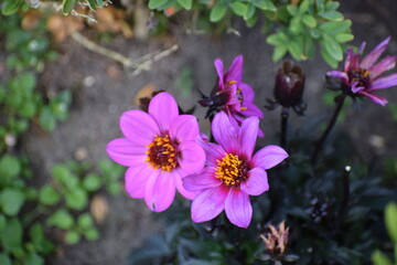 Obraz premium beautiful pink flower in the garden