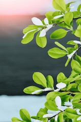 Green Leaves with Snow on Branch Soft Golden Hour Spring Blur