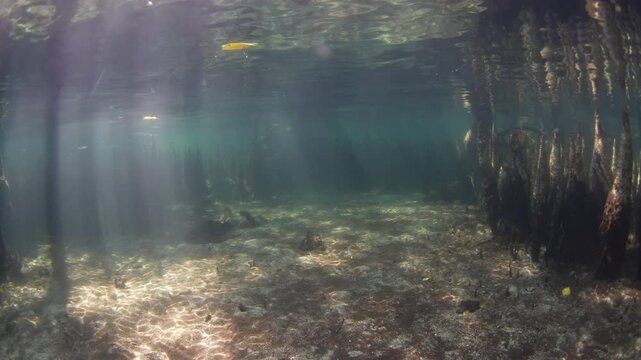 Beams of light filter into a dark mangrove forest found along the island of Lembata in the Lesser Sunda Islands of Indonesia. Mangroves play a vital ecological role and are tied to coral reefs.