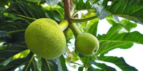 Two Breadfruit hanging from a tree branch with lush green leaves.