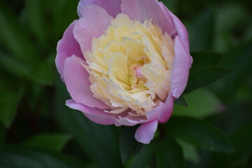 pink peony flower