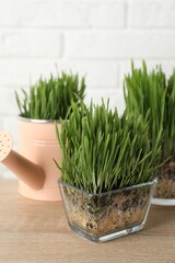 Wheat grass in transparent pots on wooden table near white brick wall