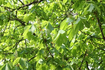 Beautiful tree crown with green leaves as background, closeup