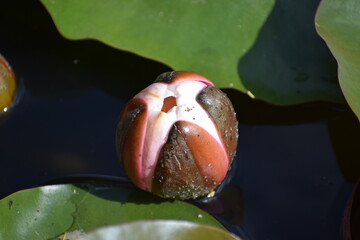 a closeup of the beautiful water lily © MARIA – Nature