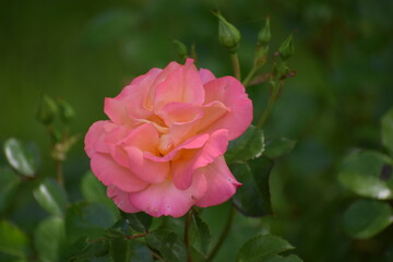 pink rose in garden