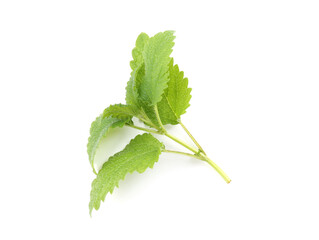 Fresh green lemon balm leaves isolated on white, top view