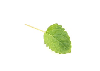 One fresh lemon balm leaf isolated on white