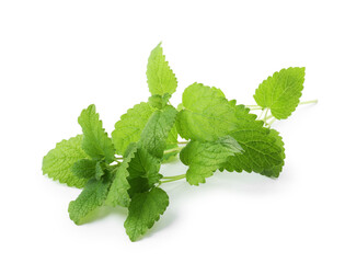 Fresh green lemon balm leaves isolated on white