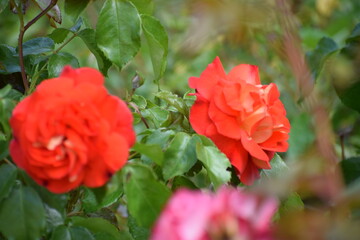 red rose in garden