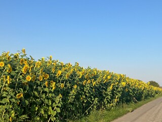 Obraz premium Blühende Sonnenblumen auf einem Feld bei Menden im Sauerland