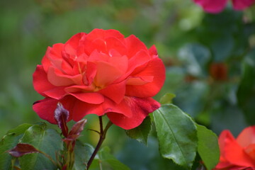 red flower in the garden