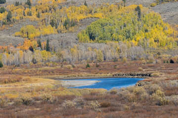 USA, Wyoming. Aspens and willow in fall color along Buffalo Valley Road just east of the Tetons and the Buffalo Fork River