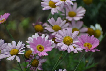 beautiful flowers in the garden