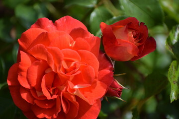 red rose in garden