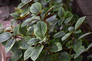 close up view of beautiful green leaves