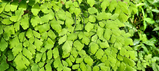 Lush Green Adiantum Fern Leaves A Close-Up View of Vibrant Foliage