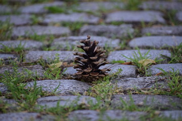 a closeup shot of a stone on a tree with a blurred background