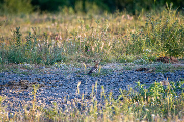  eurasian hoopoes in grass © Andrey