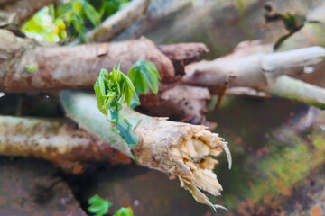 New Life Sprouting from Broken Branches A Close-Up View of Nature's Resilience