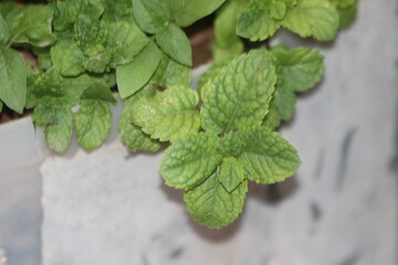 A close-up of mint leaves