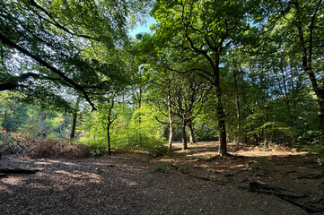 “Sunlight, dappled and golden, slips through the verdant woodland veil, painting flickers of warmth across a hushed forest floor, deep in the heart of Judy Woods, Bradford, Yorkshire, UK"