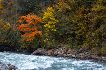 autumn forest stream