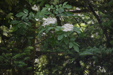 white flowers in the forest