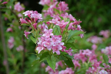 beautiful flowers in the garden
