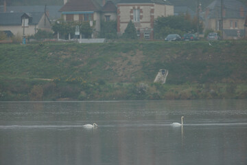Amidst the enchanting landscapes of the Loire Valley, two elegant swans glide effortlessly across...