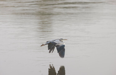 A heron gracefully glides over the tranquil waters of the Loire Valley, reflecting the charm of this historic region