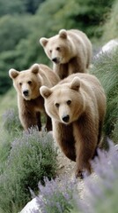 Fototapeta premium Mother bear and her two cubs walk gracefully along an alpine hillside, surrounded by blooming purple heather in a serene setting