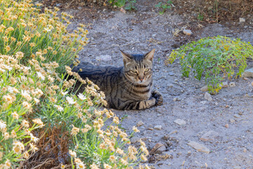 Casares, Malaga, Andalusia, Spain. A tabby cat resting in a Spanish village.