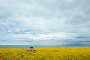 yellow rape field and blue sky