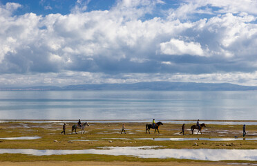 horses on the beach