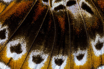 Butterfly wing close-up color image