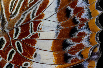 Butterfly wing close-up color image