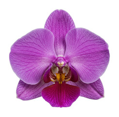 Vibrant purple orchid in full bloom botanical garden floral photography bright environment close-up view