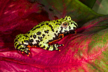 Close up view of Fire-bellied toad.