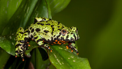 Close up view of Fire-bellied toad.