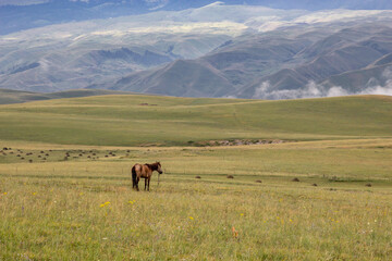 Xinjiang, Nanati Grassland, Farm, Livestock, Animal Husbandry, Scenery, Tourism, Plateau